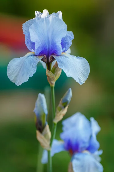 Iris azul Fotos de stock