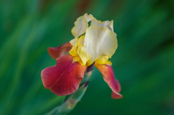 Iris. Imagen de stock