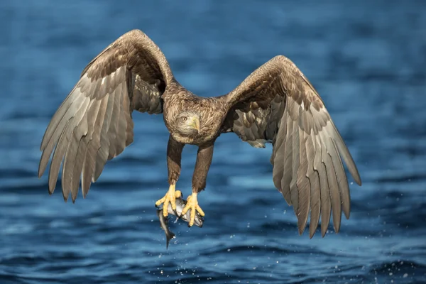 Caça às Águias de cauda branca — Fotografia de Stock
