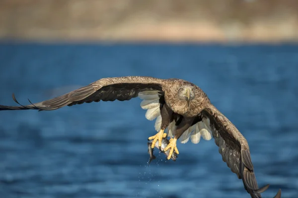 Ak kuyruklu kartal av — Stok fotoğraf