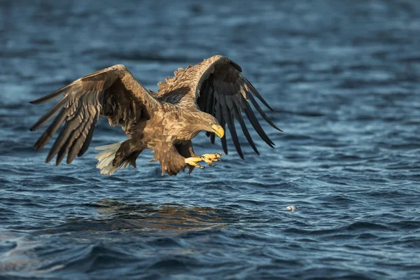 Ak kuyruklu kartal av — Stok fotoğraf