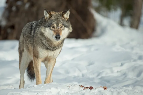 En lone wolf — Stockfoto