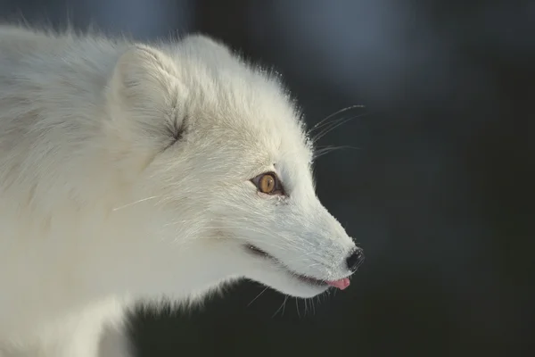 冬の北極キツネ — ストック写真