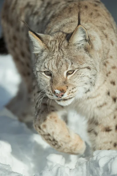 Ein eurasischer Luchs im Schnee — Stockfoto