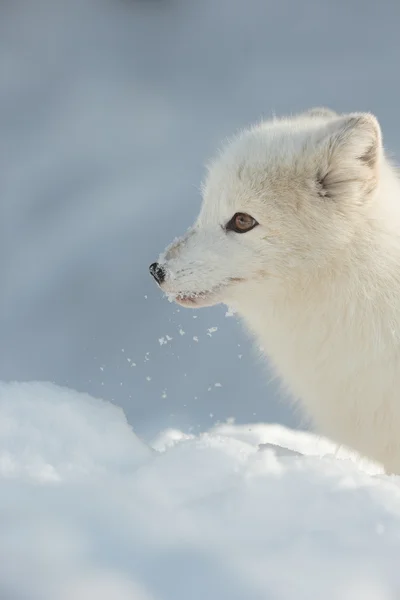 Polarfuchs im Schnee — Stockfoto