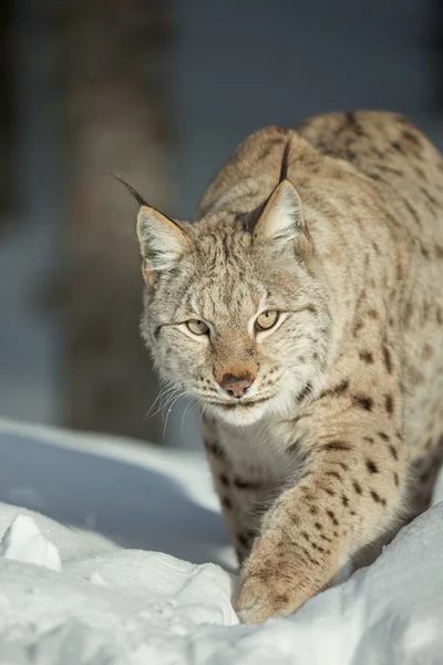 Um lince eurasiano na neve — Fotografia de Stock