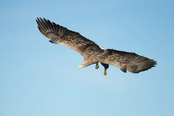 Caza de águila de cola blanca — Foto de Stock