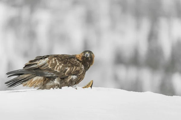 Águia dourada no inverno — Fotografia de Stock