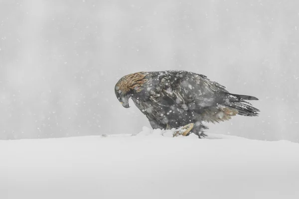 Golden Eagle in Heavy Snow. — Stock Photo, Image