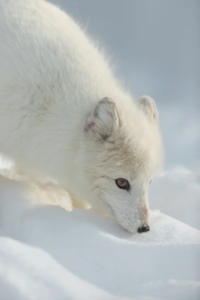 Raposa ártica no inverno — Fotografia de Stock