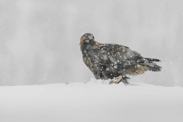 Aquila d'oro nella neve pesante . — Foto Stock