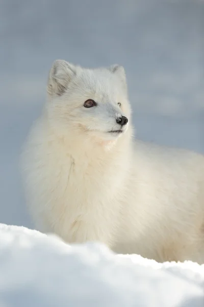 Арктическая лиса зимой Стоковое Фото