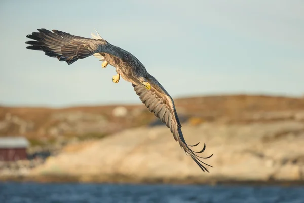 White-tailed Eagle Hunting — Stock Photo, Image