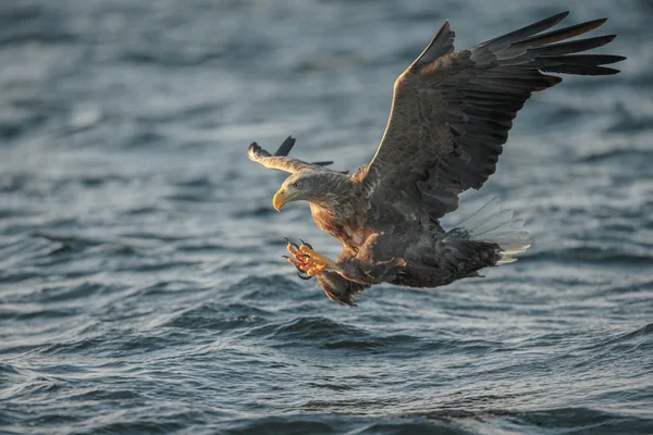Orel mořský lov — Stock fotografie