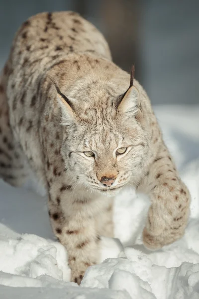 Un lince eurasiático en la nieve —  Fotos de Stock