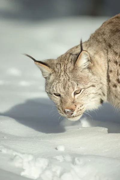 Een Euraziatische Lynx in sneeuw — Stockfoto