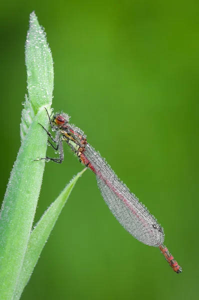 Damsel Fly covered in dew — Stock Photo, Image