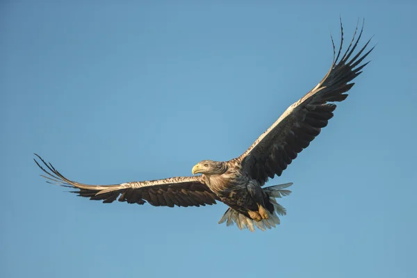 Águila de cola blanca en vuelo —  Fotos de Stock