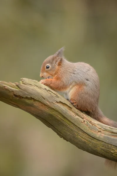 Esquilo Vermelho Ameaçado — Fotografia de Stock
