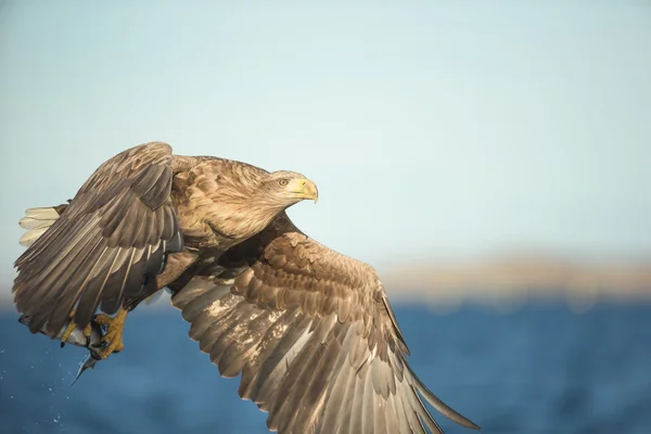 Águila de cola blanca en vuelo — Foto de Stock