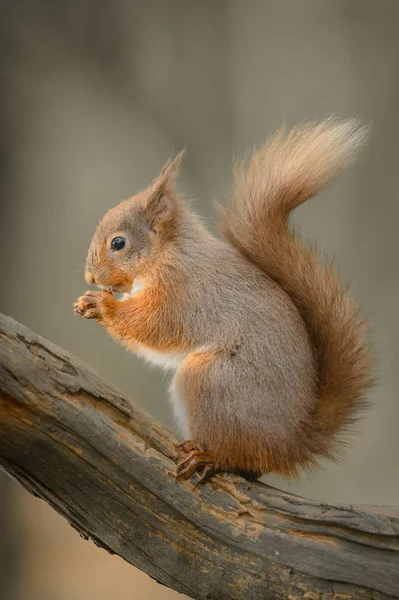 Endangered Red Squirrel — Stock Photo, Image