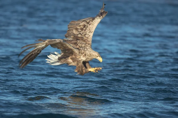 Bir ava av Eagle. — Stok fotoğraf