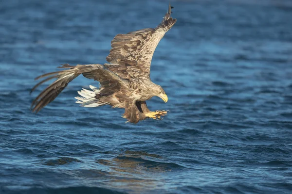 Eagle polowania, atakując zdobycz. — Zdjęcie stockowe