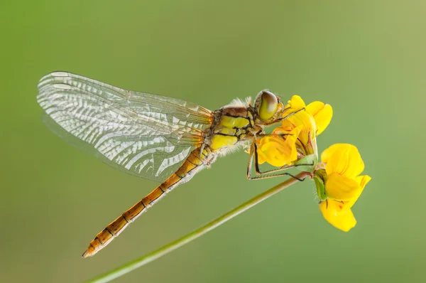 Common Darter Dragonfly. — Stock Photo, Image