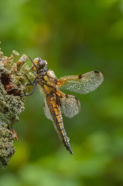 Vier-spotted chaser dragonfly — Stockfoto