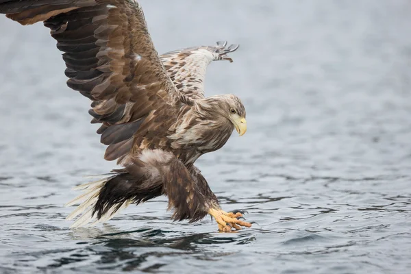 Manliga havsörn — Stockfoto