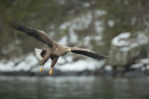 Mannelijke White-tailed Eagle — Stockfoto