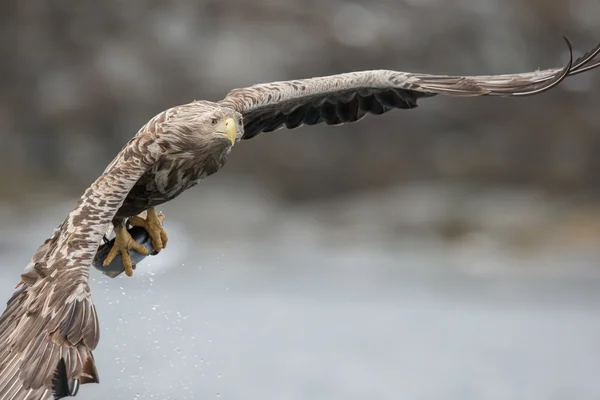 Macho águila de cola blanca volando hacia la cámara . — Foto de Stock