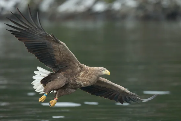 Male White-tailed Eagle — Stock Photo, Image