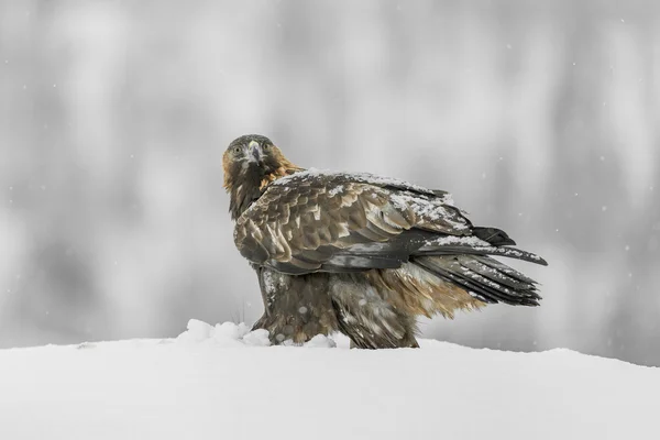 Steinadlerweibchen — Stockfoto