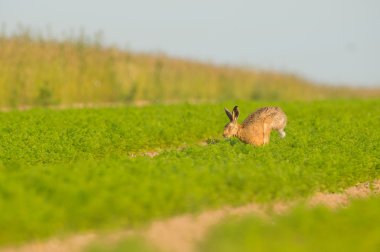 Kahverengi tavşan havuç ürün