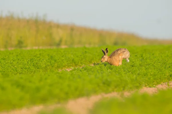 Brown Hare in Carrot Crop — Stock Photo, Image