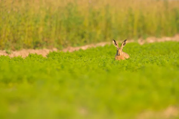 Brown Hare in Carrot Crop — Stock Photo, Image