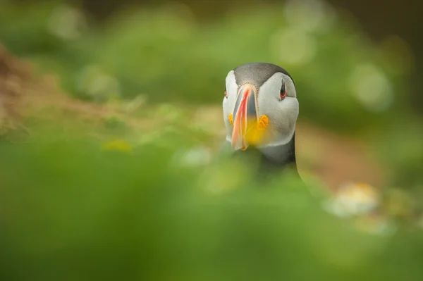 Retrato de puffin atlântico — Fotografia de Stock