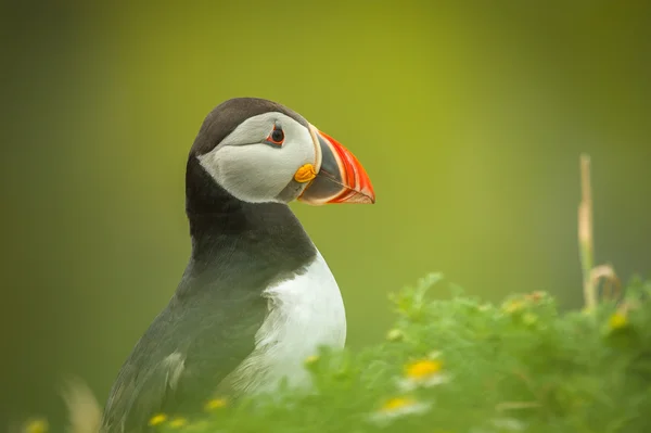 Retrato de puffin atlântico — Fotografia de Stock