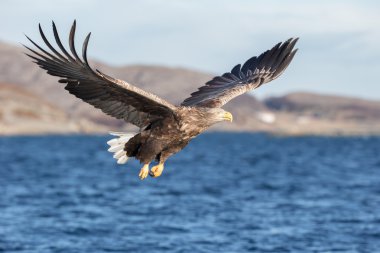 White-tailed Eagle in flight. clipart
