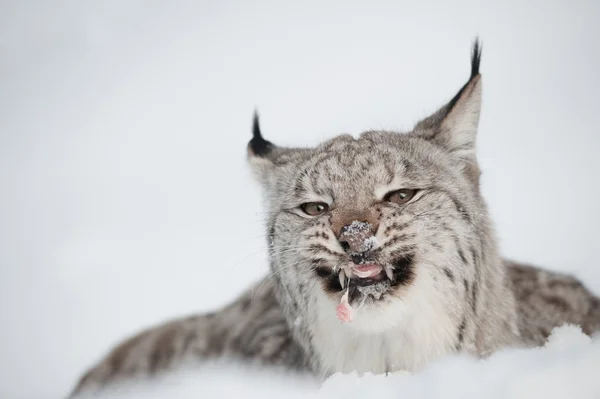 Luchs — Stockfoto