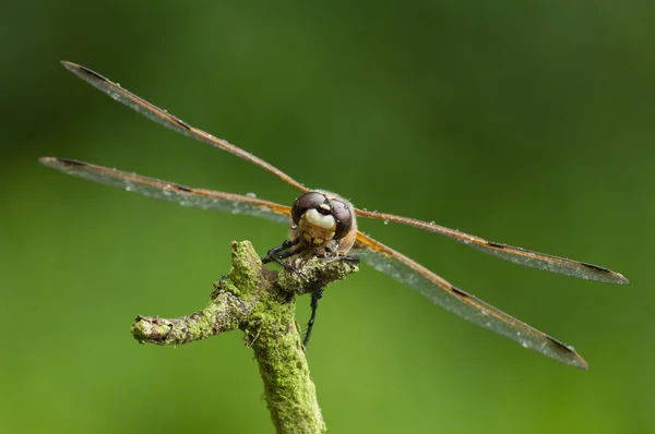 ดอกไม้สําหรับ DRAGONFLY — ภาพถ่ายสต็อก