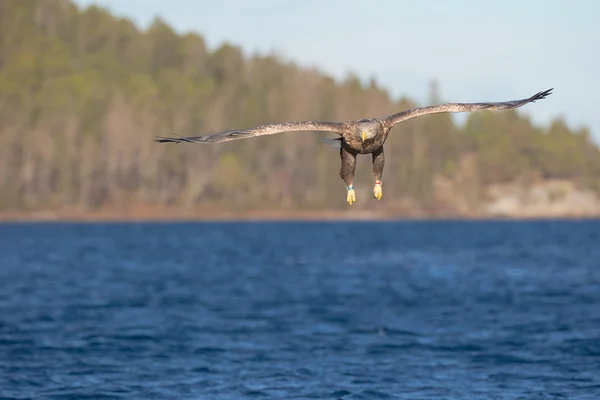 Vitstjärtad örn under flygning. — Stockfoto