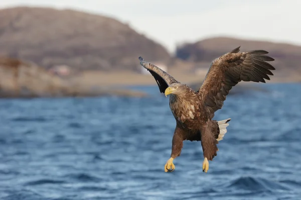 White-tailed Eagle in flight. — Stock Photo, Image