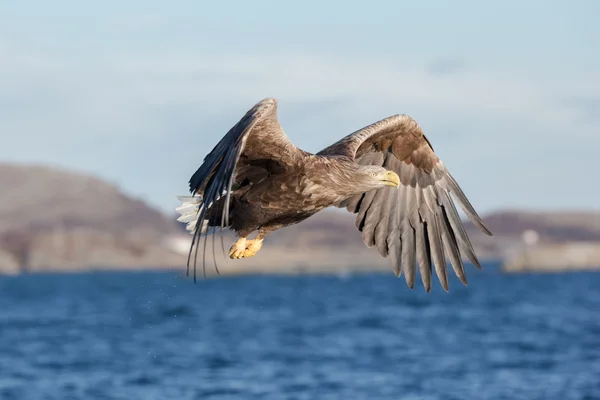 Águila de cola blanca en vuelo. —  Fotos de Stock