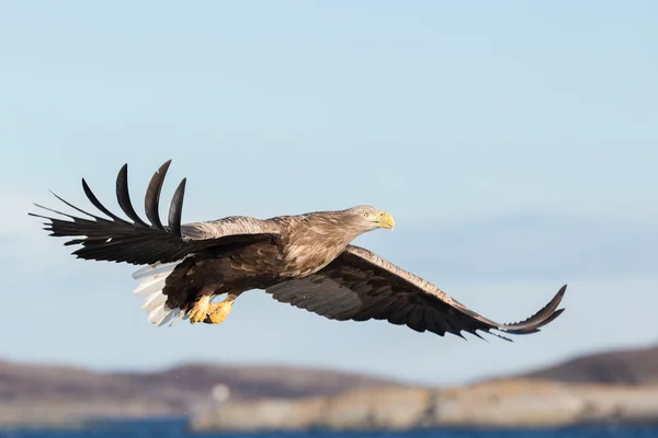 Vitstjärtad örn under flygning. — Stockfoto