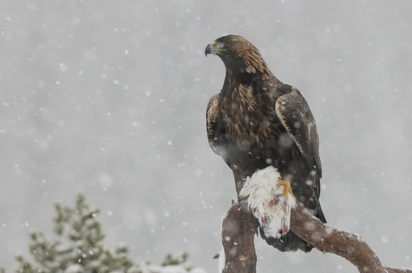 Steinadler bei starkem Schneefall. lizenzfreie Stockfotos