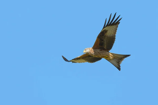 Cerf-volant rouge — Photo