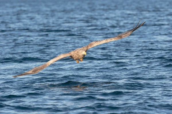 Ak kuyruklu deniz kartalı. — Stok fotoğraf