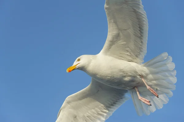 Heringsmöwe — Stockfoto